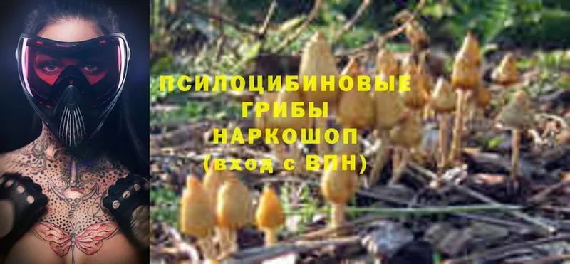 Псилоцибиновые грибы Magic Shrooms  Буйнакск 